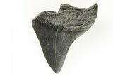 Partial Megalodon Tooth #194083-1